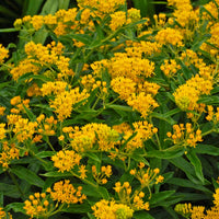 <i>Asclepias tuberosa</i> 'Hello Yellow'<br>Butterfly Weed